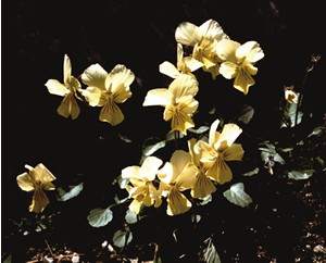 File:Viola ucriana02.jpg