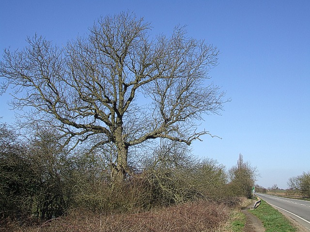 File:Watling Street Tree - geograph.org.uk - 367453.jpg