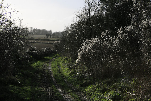 File:Wayfarer's Walk approaching Totford - geograph.org.uk - 302883.jpg