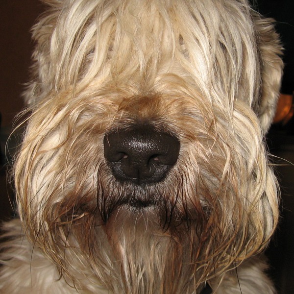 File:Wheaten 2.jpg