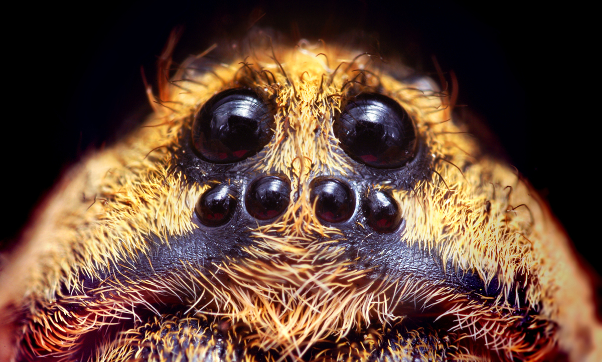 Carolina Wolf Spider  South Carolina Encyclopedia