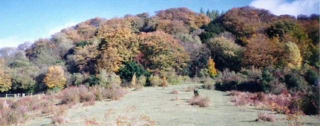 Woods below Pulpit Hill - geograph.org.uk - 1472423