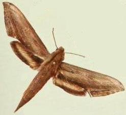 Xylophanes aglaor