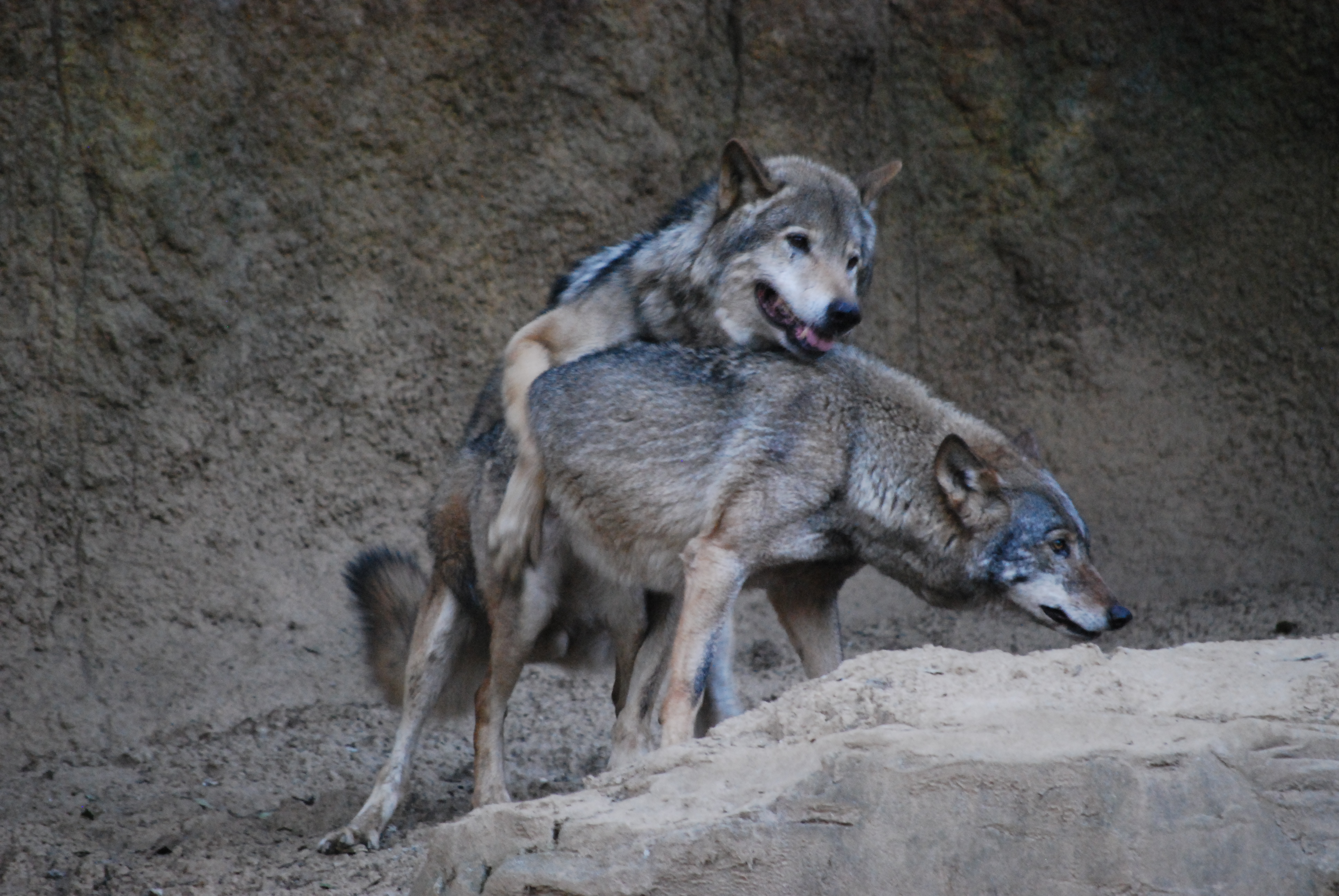Wolves mating.