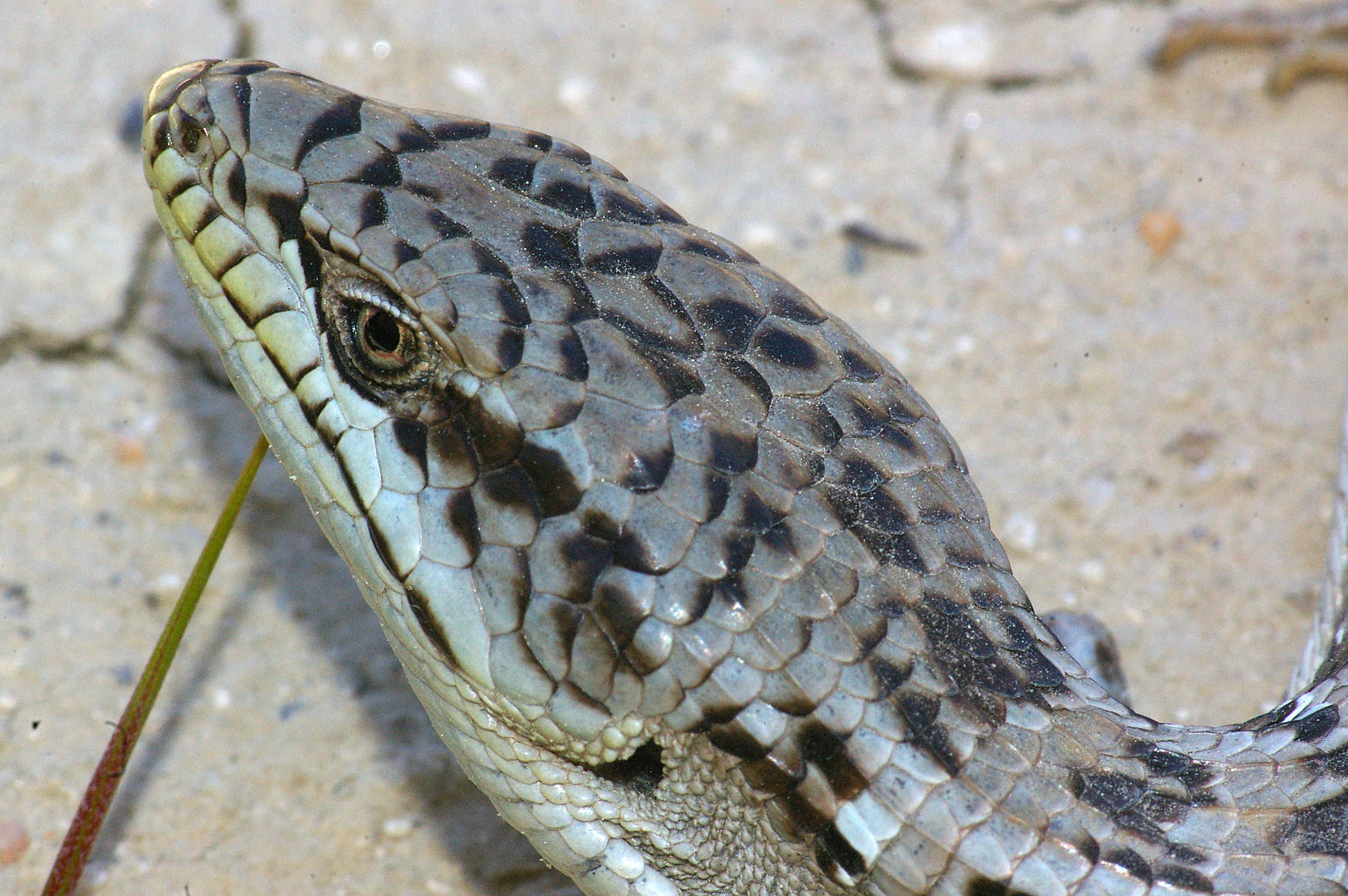 File 09 034 Alligator Lizard Elegaria Multicarinata Slo Co Ca 4 3481414821 Jpg Wikimedia Commons