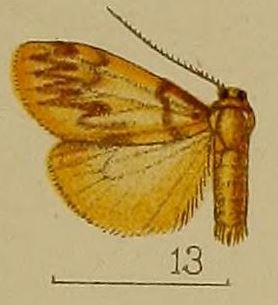 <i>Neasura</i> Genus of moths