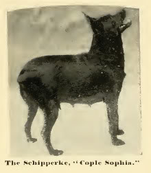 File:1890Schipperke.jpg