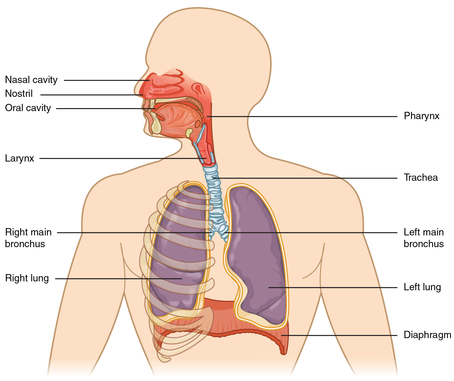 Где находятся легкие. Строение дыхательносй системы на английско. Части респираторной системы человека на английском языке.. Дыхательная часть дыхательной системы. Органы дыхательной системы человека анатомия.
