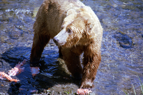 File:A054, Katmai National Park, Brooks Falls, Alaska, USA, bear and salmon, 2002.jpg
