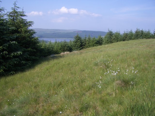 Above the trees - geograph.org.uk - 199290