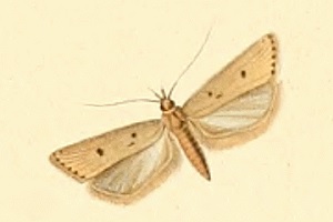 <i>Acompsia antirrhinella</i> Species of moth