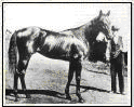 <span class="mw-page-title-main">Advance (horse)</span> New Zealand Thoroughbred racehorse