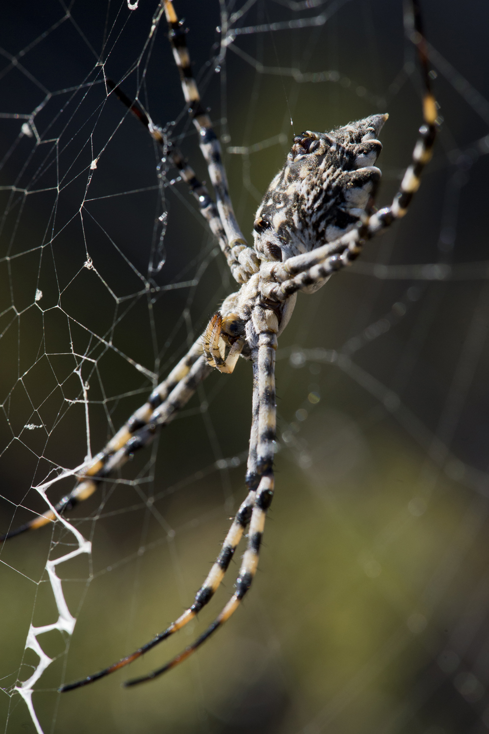 Spider Argyope Lobata in the spider web, hiker observes wasp