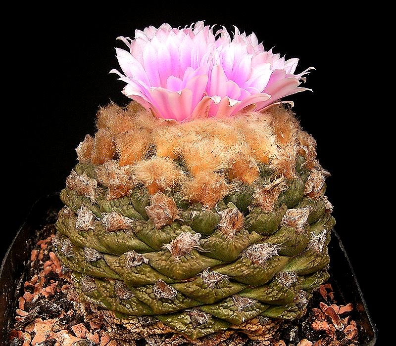 Ariocarpus fissuratus2 ies.jpg