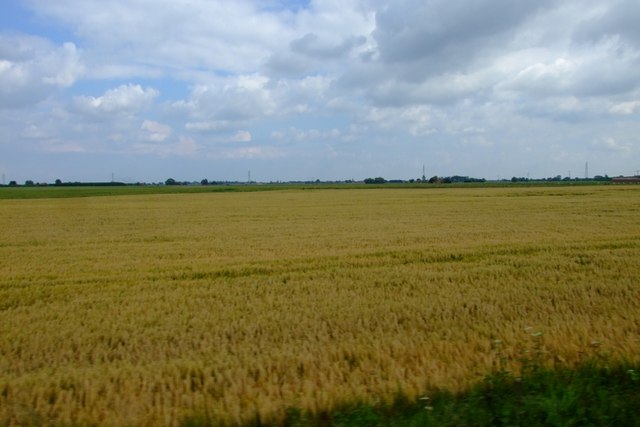 File:Barley on the turn - geograph.org.uk - 476063.jpg