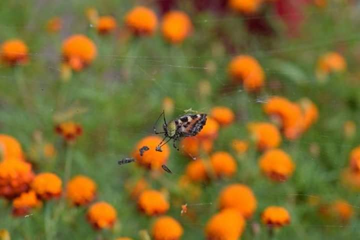 File:Bee in a flower picture.jpg