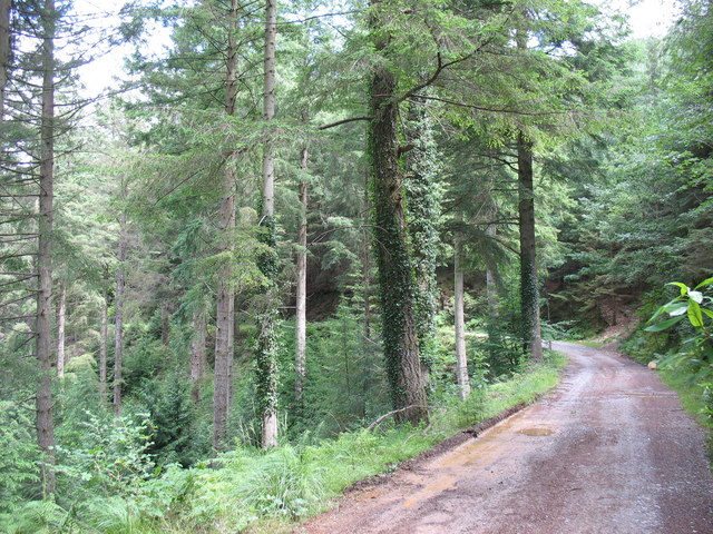 File:Bend on Forestry road - geograph.org.uk - 488006.jpg