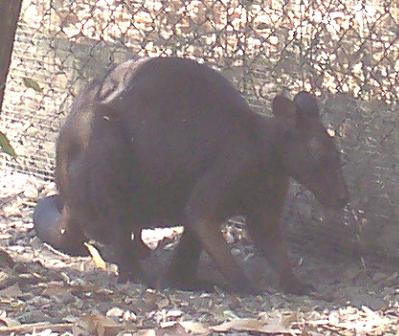 File:Black Wallaroo.JPG