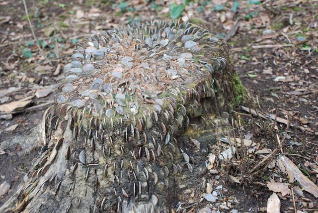 File:Boncyff Pres Portmeirion Money Stump - geograph.org.uk - 1212153.jpg