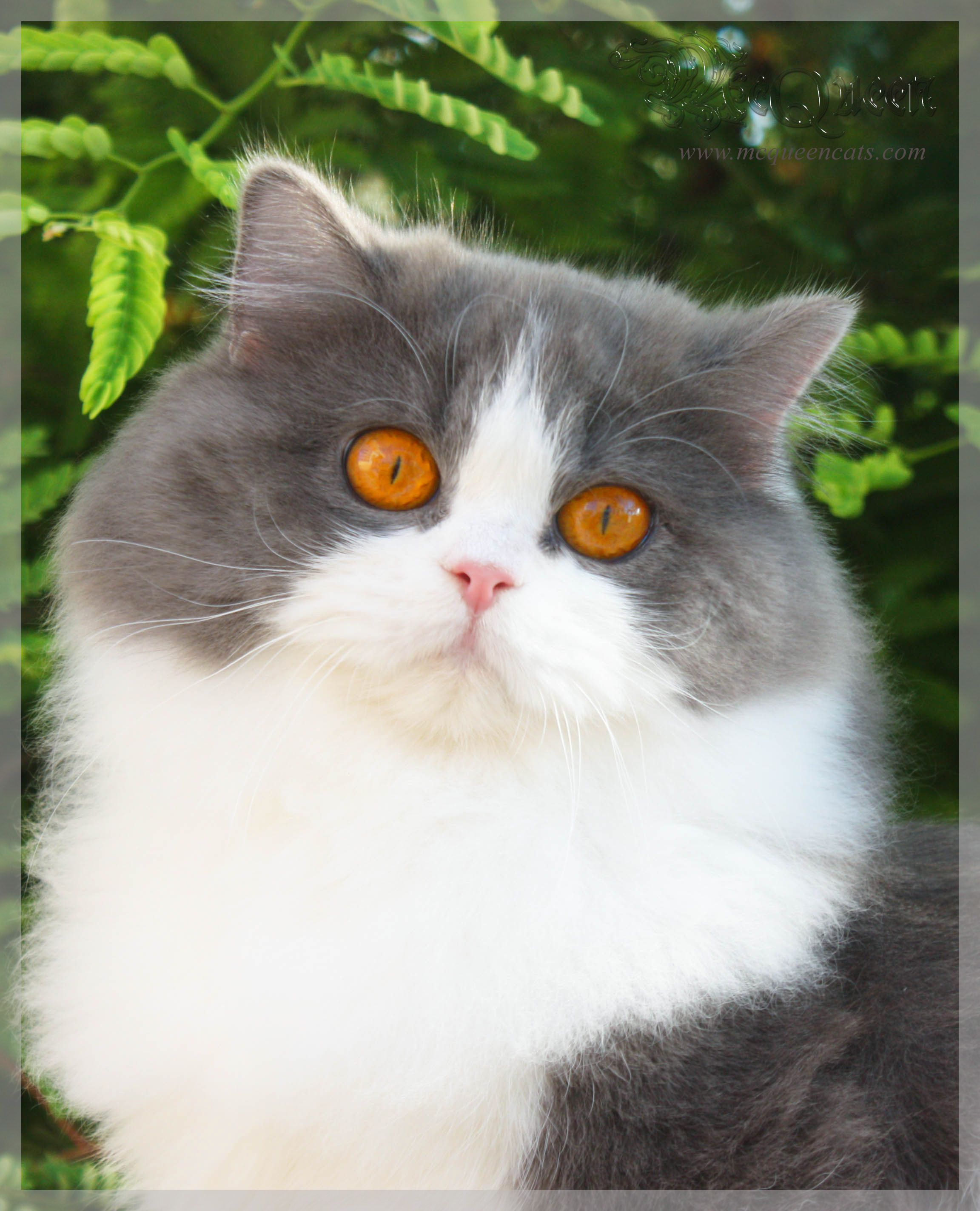 british longhair grey