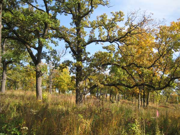 File:Bur-oak-savanna-fall.jpg