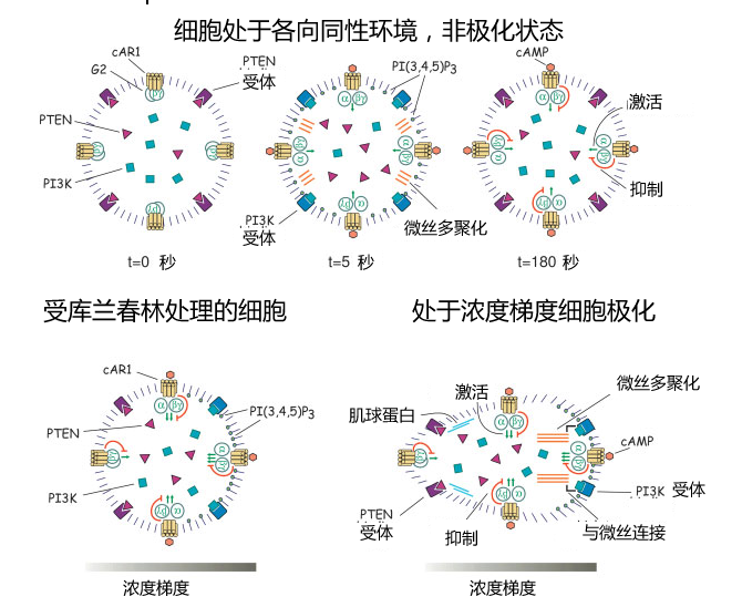 File:Cell polarization.PNG