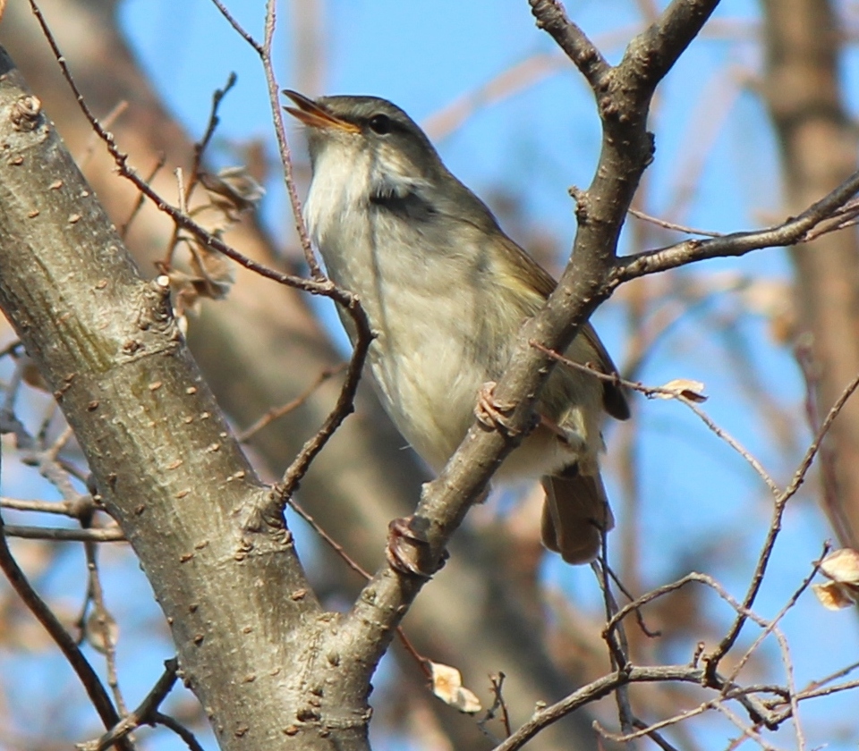 日本三鳴鳥 Wikipedia