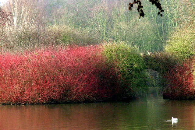 Colourful island at Rufford Park - geograph.org.uk - 438029