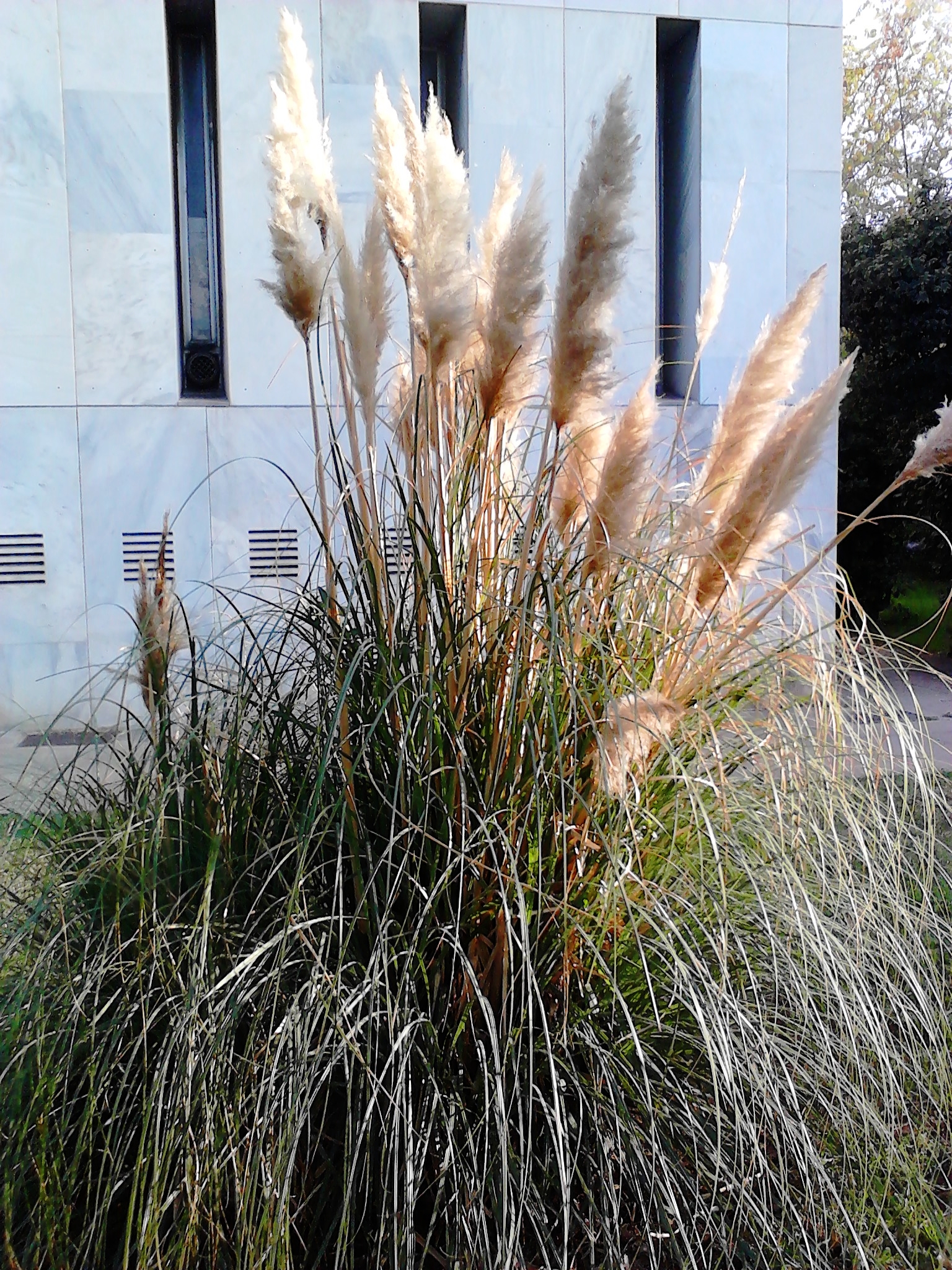 Cortaderia selloana - Wikipedia