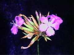 File:Dianthus rupicola.jpg