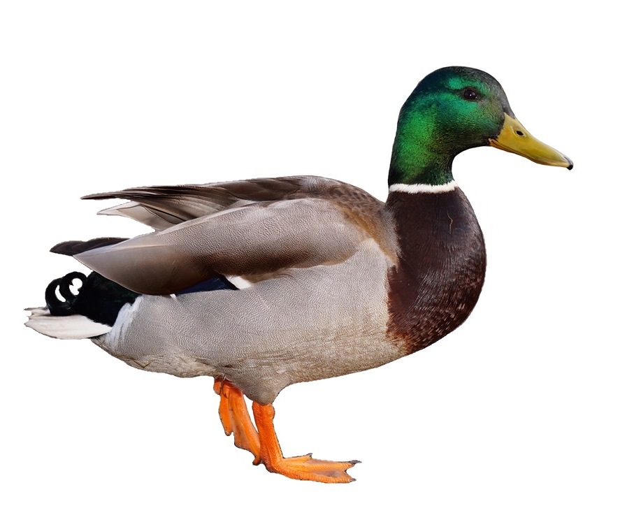 File Duck White Background Jpg Wikipedia