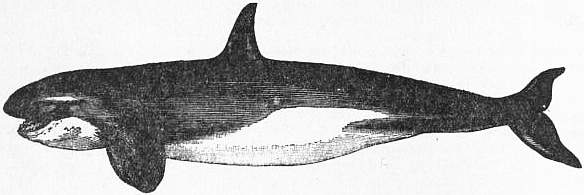 EB1911 Cetacea - Fig. 10.—The Grampus or Killer (Orca gladiator).jpg