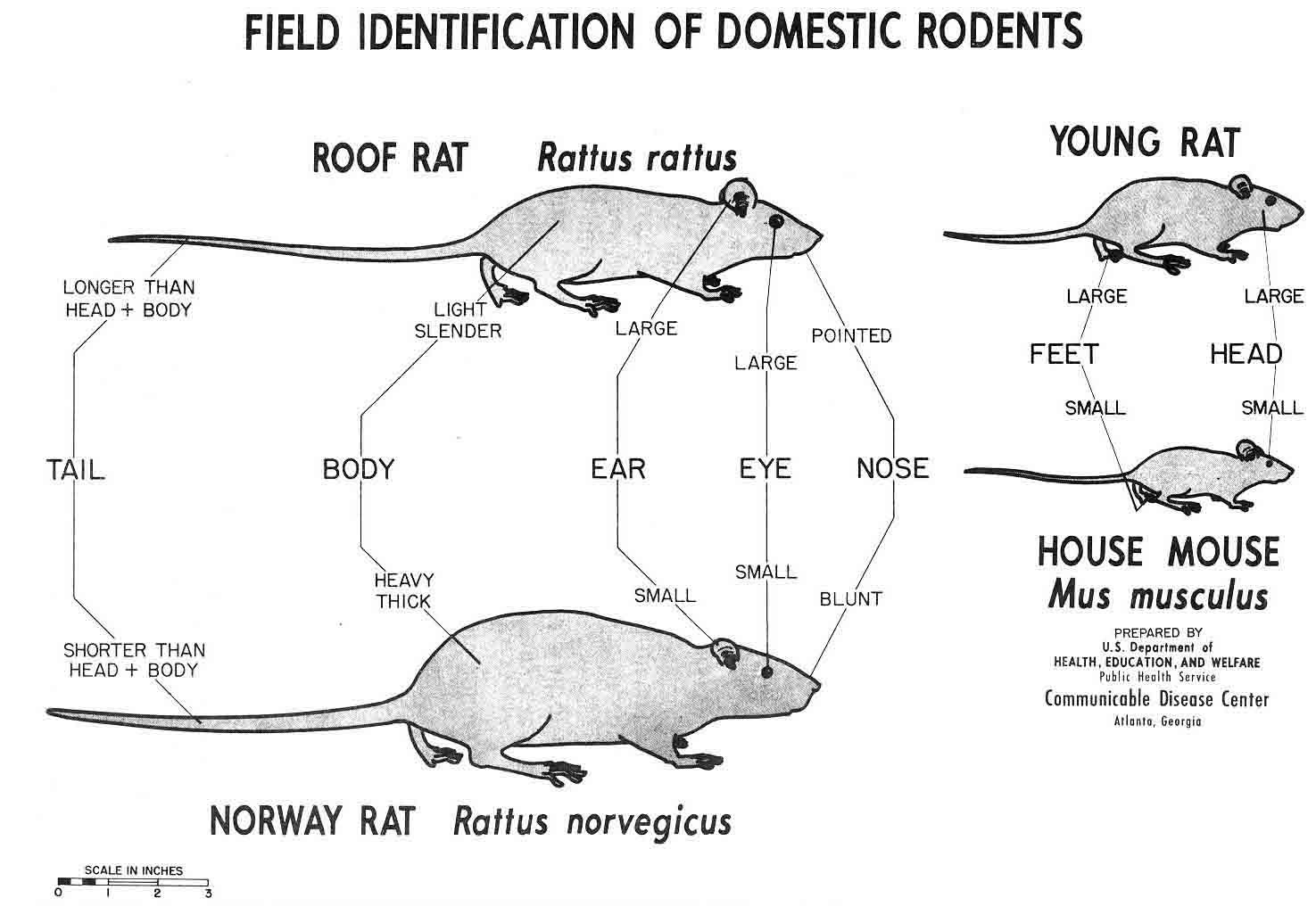 norway rat size