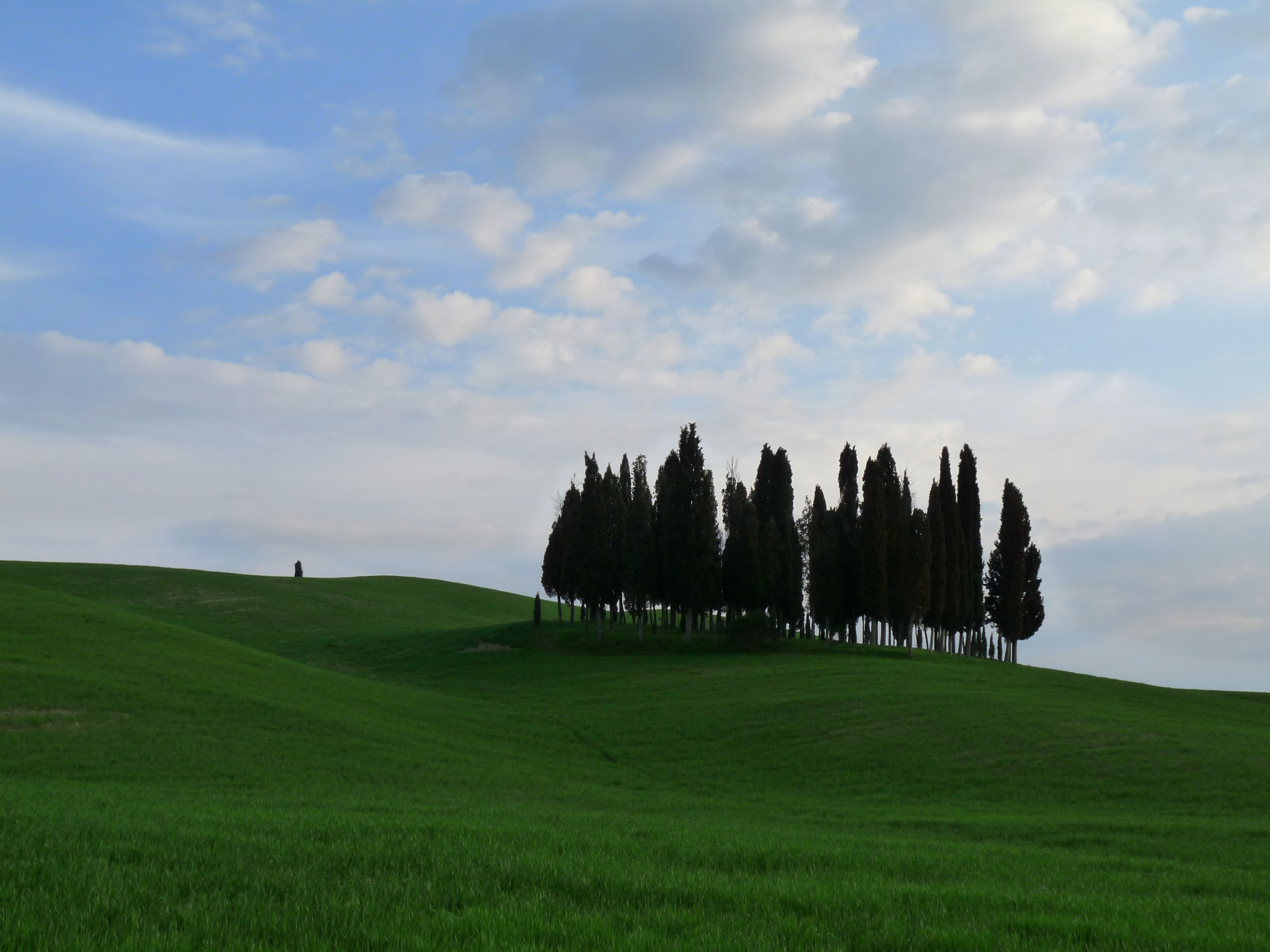 Cypress trees betwen San Quirico d'Orcia and Montalcino