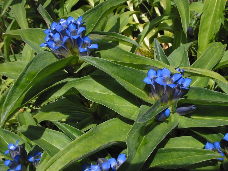 File:Gentiana cruciata.jpg