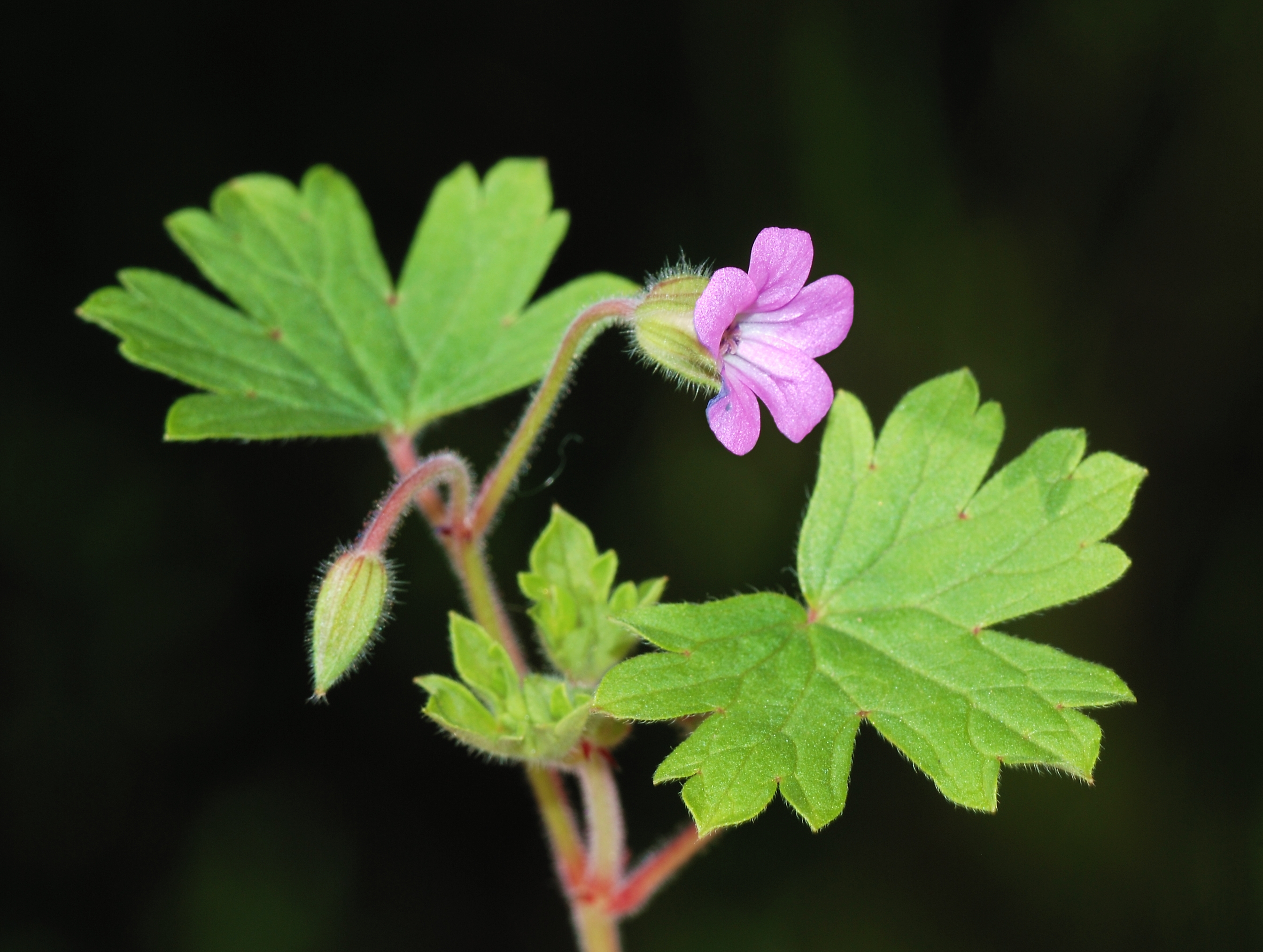 Герань летит. Герань Болотная (Geranium palustre l.). Geranium rotundifolium. Герань круглолистная.