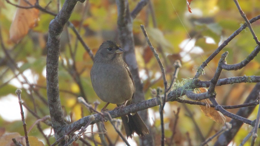 Golden-crowned Sparrow - Whitehouse Pool - Marin - CA - 2015-10-20at09-49-26 (22782317556).jpg