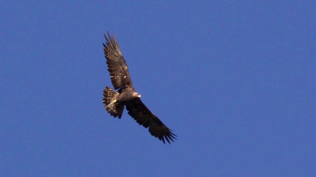 Golden Eagle - Florida Canyon - Amado - AZ - 2015-10-08at10-12-249 (22264925561).jpg