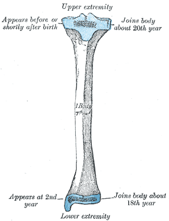 Plan of ossification of the tibia. From three centers.