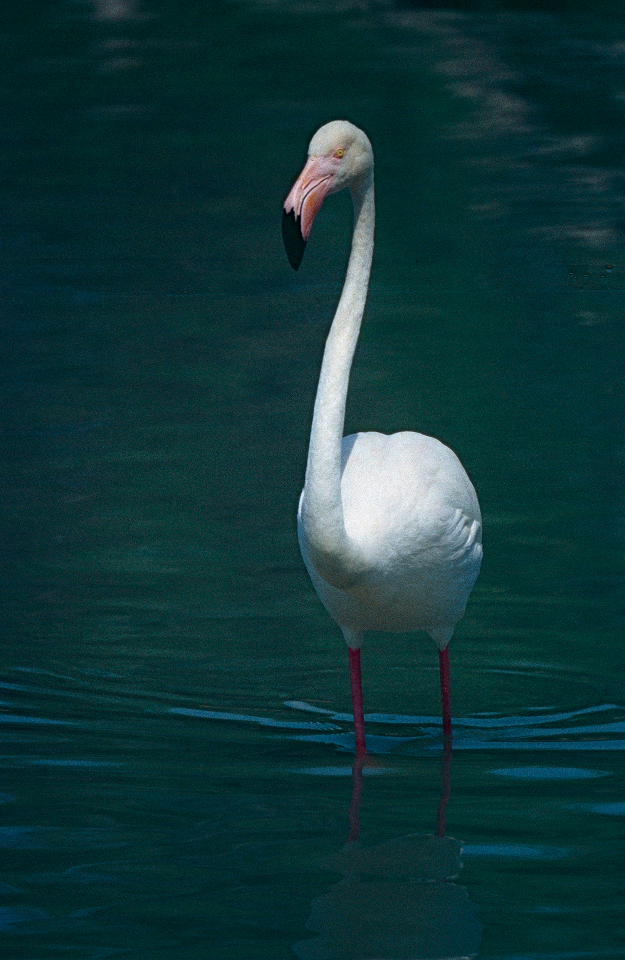 Greater Flamingo (Phoenicopterus roseus) (14944382785).jpg