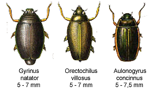 Taumelkäfer