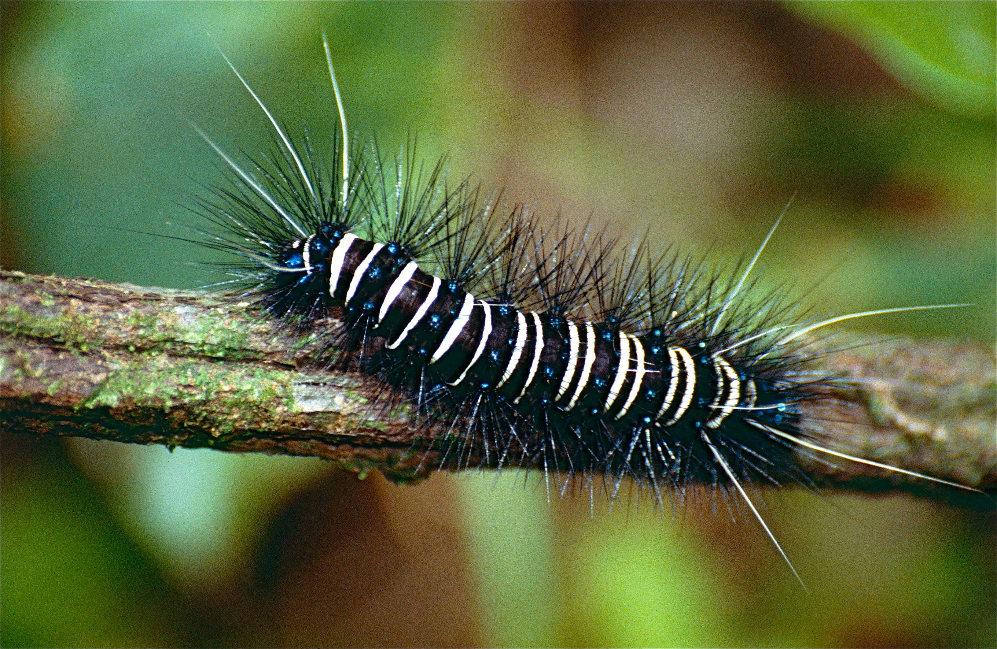 Hairy Caterpillar (Id ?) (10478846253).jpg