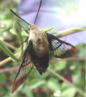 Hummingbird hawk-moth - Wikipedia