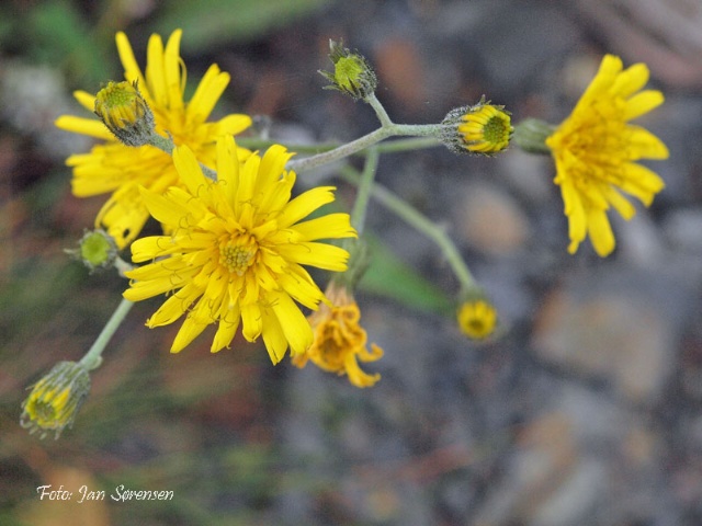 File:Hieracium schmidtii flower (07).jpg