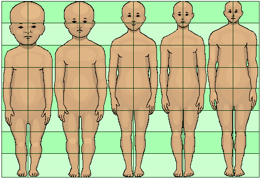 Shown from left to right: Human body proportions at birth, at 2 years, at 6 years, at 12 years, and at 19 years.^[[Image](https://commons.wikimedia.org/wiki/File:Human_development_neoteny_body_and_head_proportions_pedomorphy_maturation_aging_growth.png) by [Ephert](https://commons.wikimedia.org/w/index.php?title=User:Ephert&action=edit&redlink=1) is licensed under C[C BY-SA 4.0](https://creativecommons.org/licenses/by-sa/4.0/deed.en)]