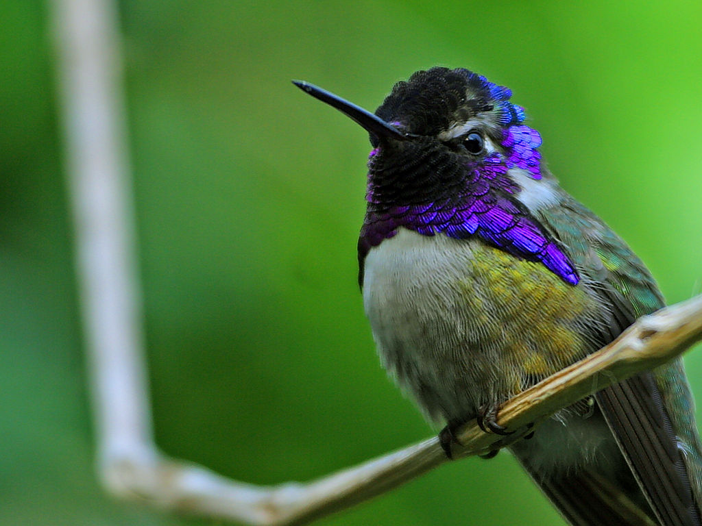 A beautiful Costa's Hummingbird hummingbird photographed by Jon Sullivan