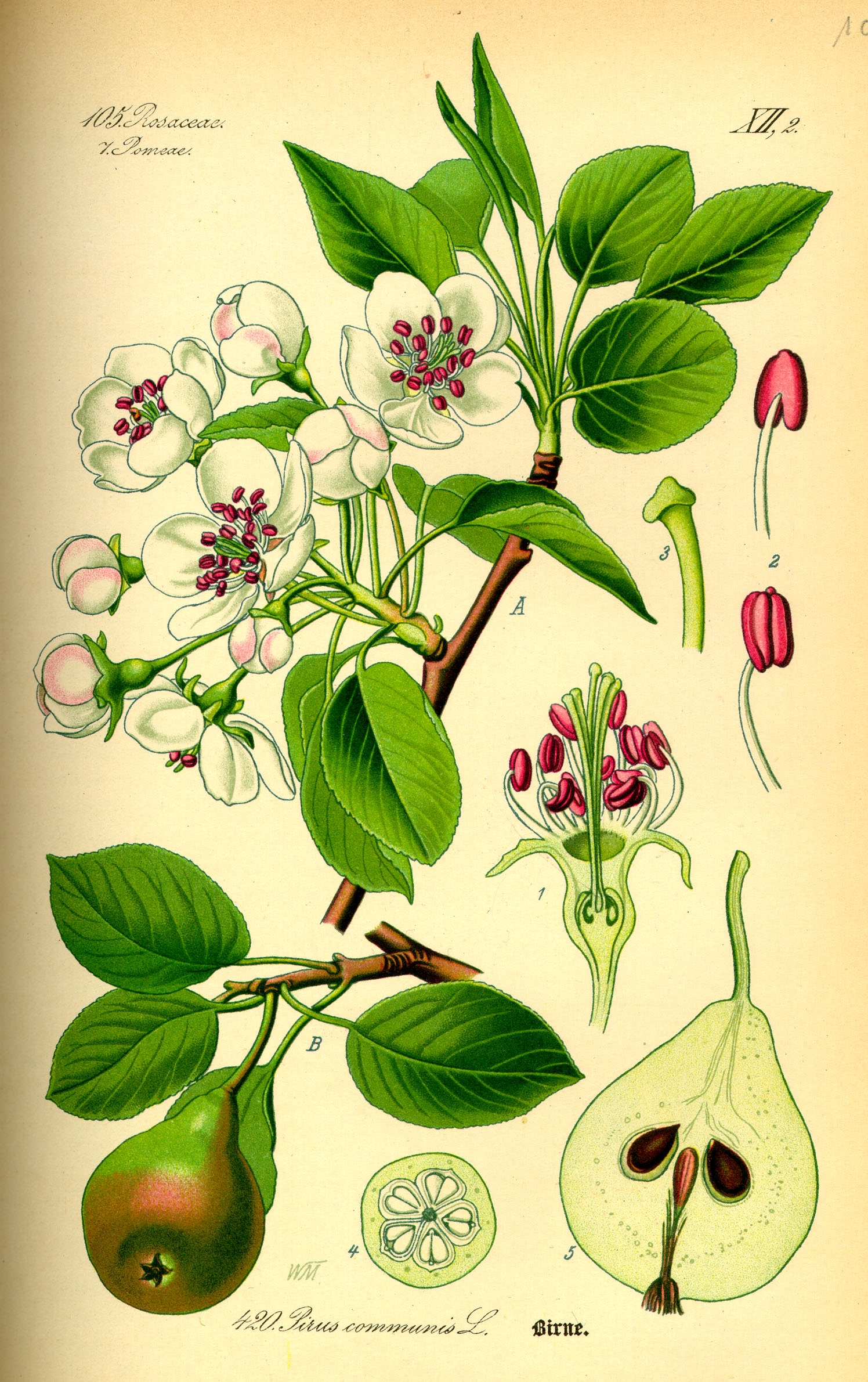 Pyrus communis - Wikipedia, la enciclopedia libre