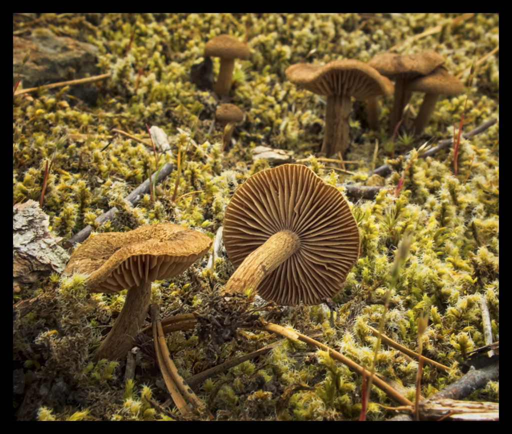 Inocybe (7402113922).jpg