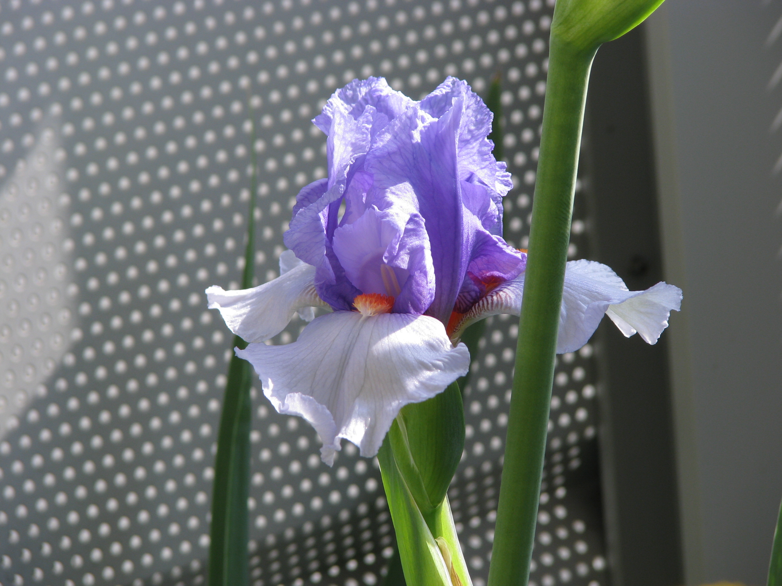 File:Iris mauve.JPG - Wikimedia Commons