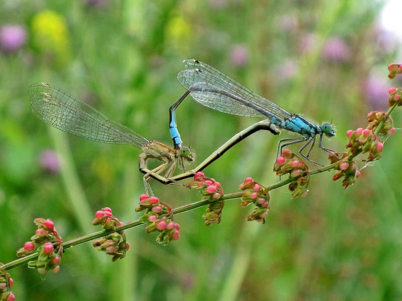 File:Ischnura elegans (Blue-tailed Damselfly), Elst (Gld), the Netherlands.jpg